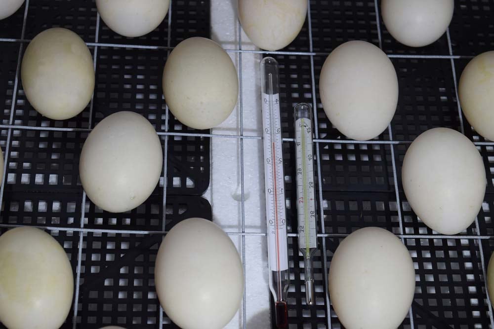 incubating eggs in hot climates